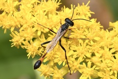 Ammophila heydeni