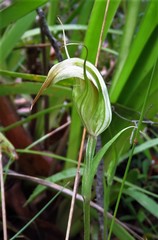 Pterostylis reflexa