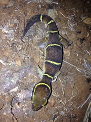 Cyrtodactylus deccanensis