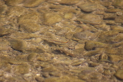 Rhinichthys atratulus