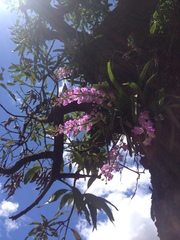 Aerides maculosa