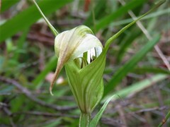 Pterostylis reflexa