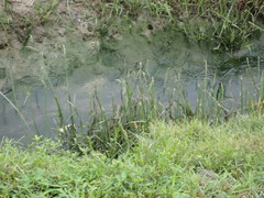 Cyperus malaccensis monophyllus