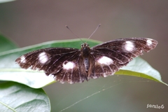 Hypolimnas bolina