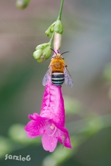 Amegilla cingulata