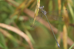 Lestes forficula