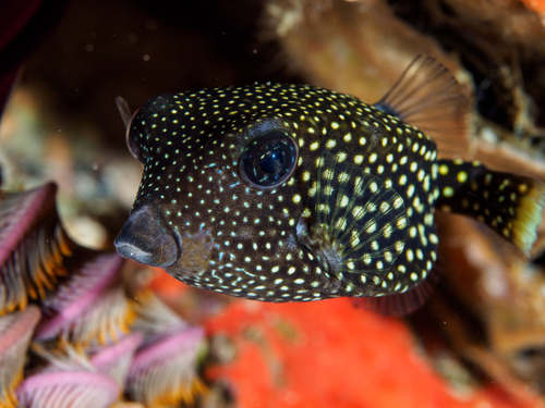 Spotted Boxfish