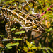 Harlequin Gecko - Photo no rights reserved, uploaded by Carey-Knox-Southern-Scales