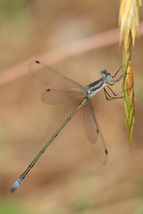 Lestes forficula