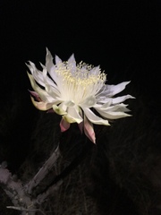 Peniocereus greggii greggii