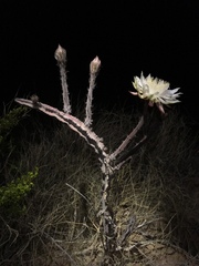 Peniocereus greggii greggii
