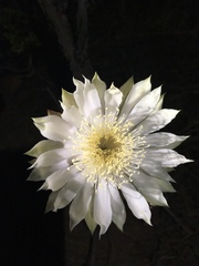 Peniocereus greggii greggii