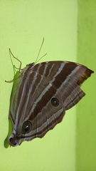 Lepidoptera