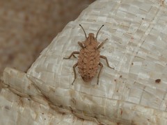 Sepidium tricuspidatum