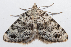 Aponotoreas orphnaea