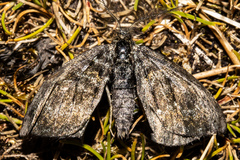 Aponotoreas orphnaea