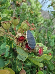 Polyzosteria limbata
