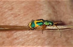 Hapalochrops sumtuosus