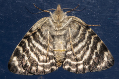 Dasyuris hectori