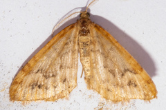 Asaphodes abrogata