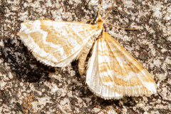 Asaphodes cataphracta