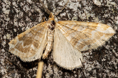 Asaphodes cataphracta