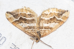 Asaphodes cataphracta