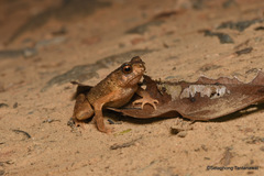 Ingerophrynus parvus