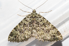 Austrocidaria umbrosa