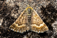 Dasyuris partheniata