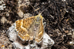 Dasyuris partheniata