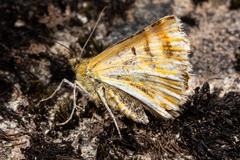 Dasyuris partheniata