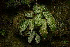 Elatostema lineolatum
