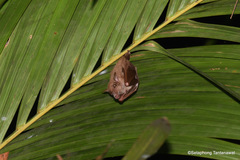 Macroglossus sobrinus
