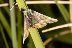 Dasyuris partheniata