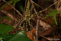 Heteropoda boiei