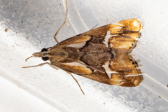 Glaucocharis interrupta