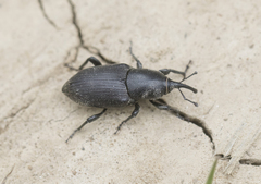 Sphenophorus abbreviatus