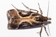 Eudonia hemicycla