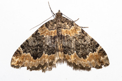 Hydriomena hemizona