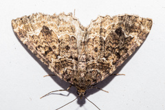 Hydriomena hemizona