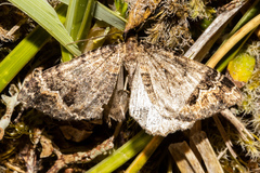 Hydriomena hemizona