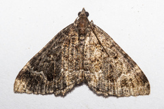 Hydriomena hemizona