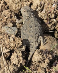 Phrynosoma douglasii