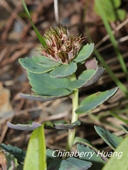 Phedimus subcapitatum