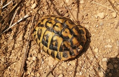 Testudo hermanni hermanni