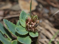 Phedimus subcapitatum