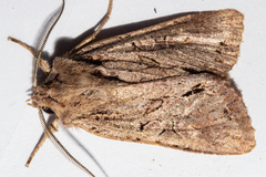 Ichneutica averilla