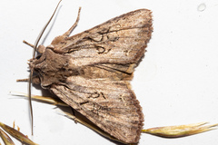 Ichneutica averilla