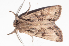 Ichneutica averilla